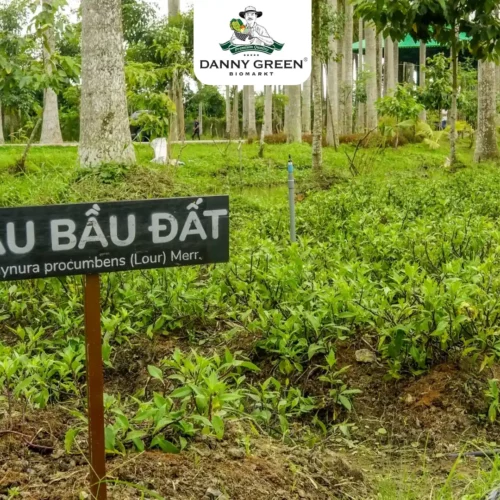 3 MÓN GIẢI NHIỆT TỪ RAU BẦU ĐẤT HỮU CƠ DANNYGREEN