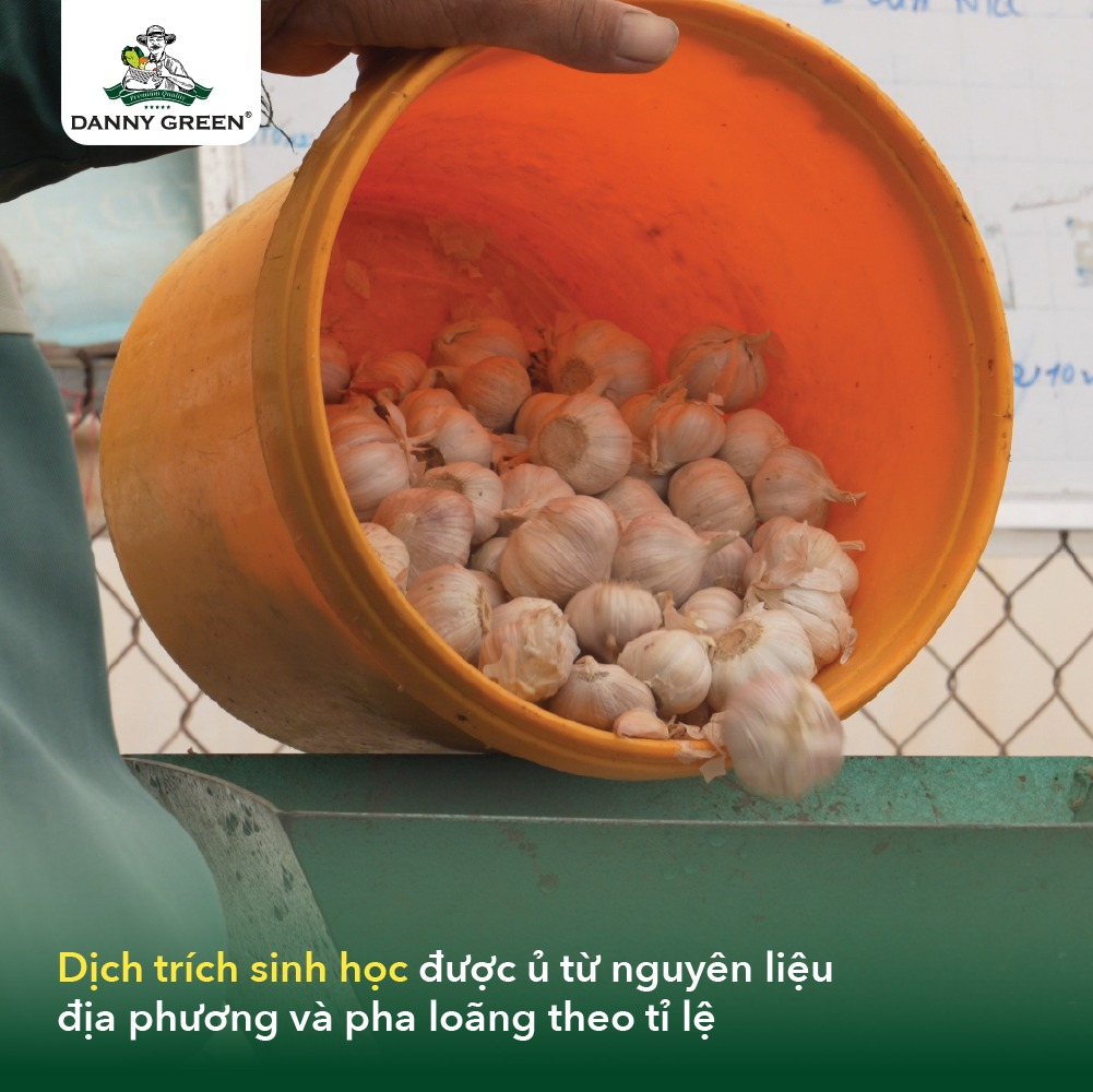 Dịch trích sinh học từ tỏi